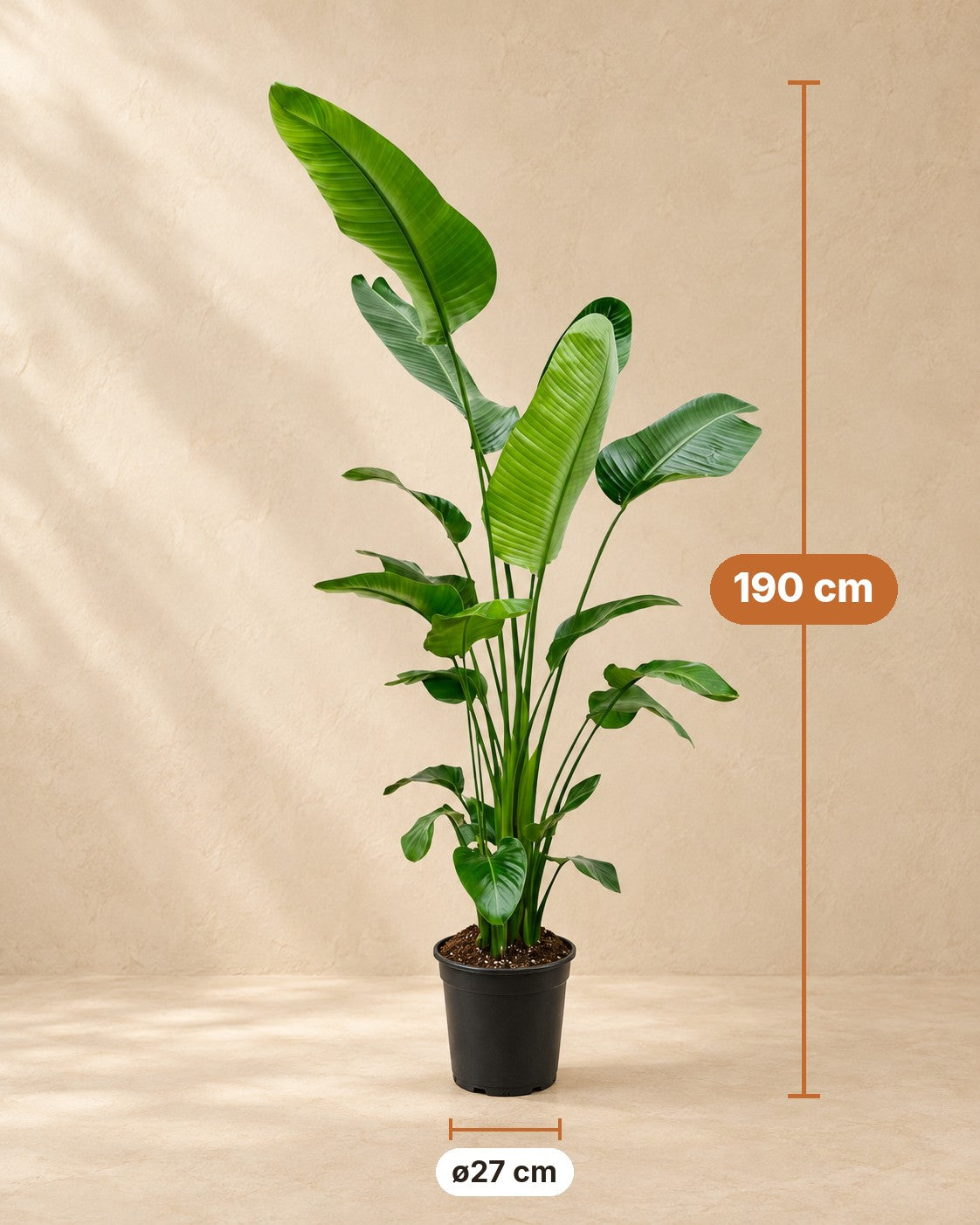 Afmetingen Strelitzia nicolai: 190 cm hoog, pot ø27 cm