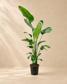 200 cm