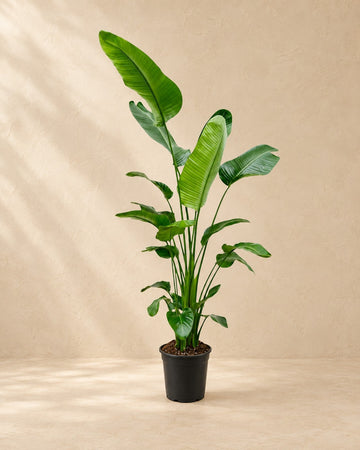 Strelitzia Nicolai