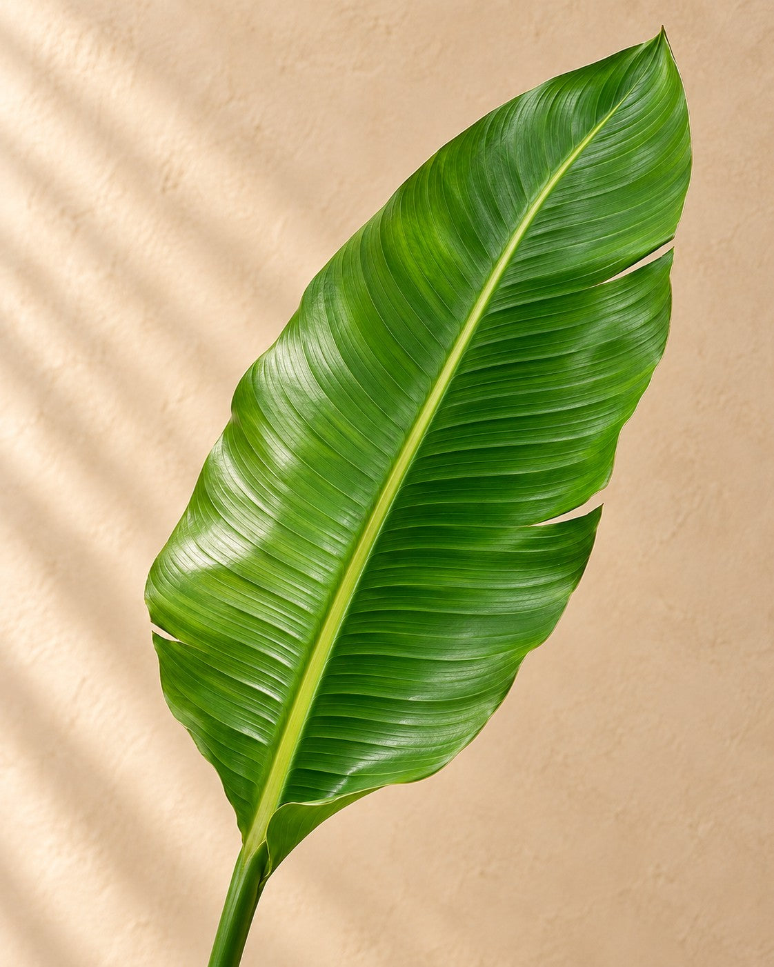 Close-up van het blad van de Strelitzia nicolai