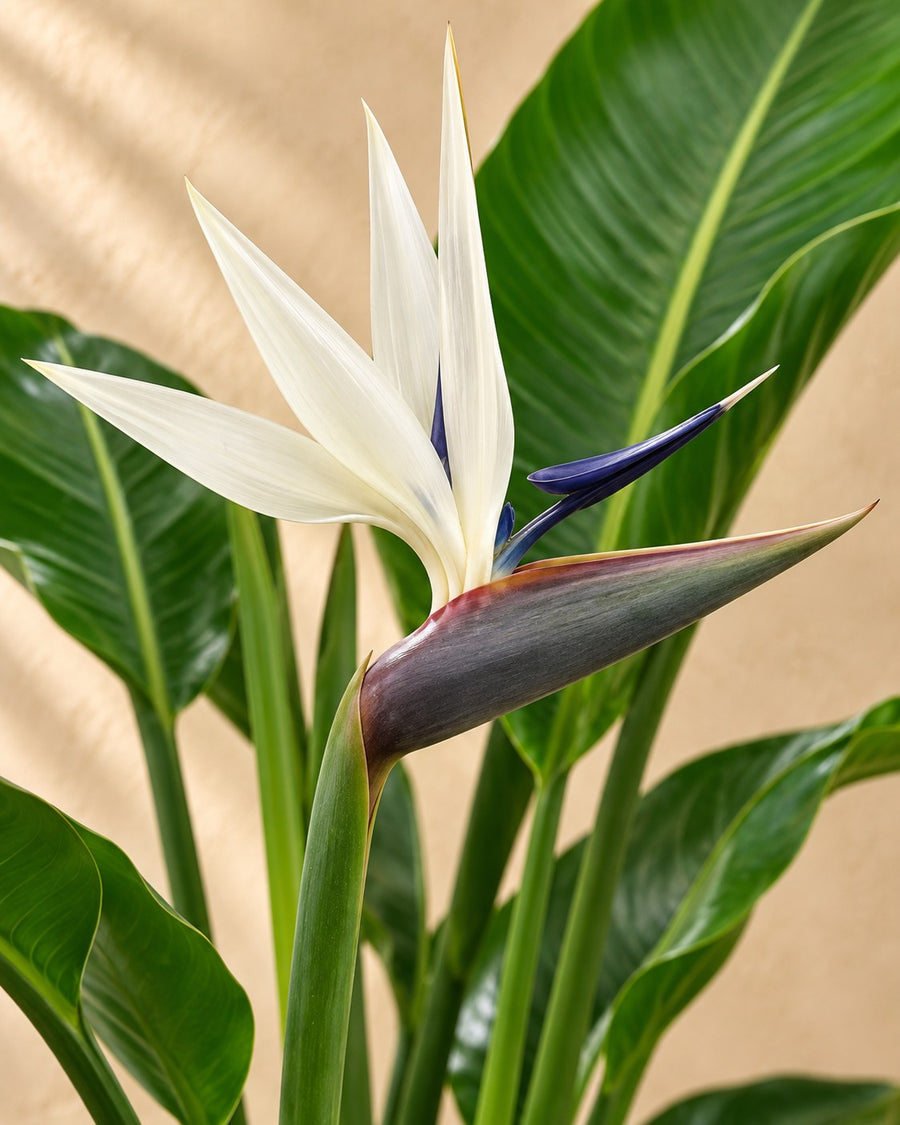 Strelitzia nicolai (witte paradijsvogel) 70 cm hoog, pot ø17 cm