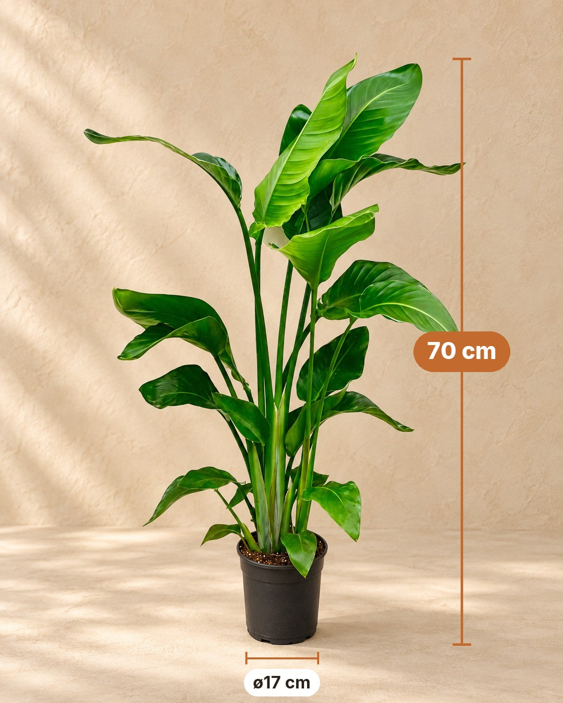 Afmetingen Strelitzia nicolai: 70 cm hoog, pot ø17 cm