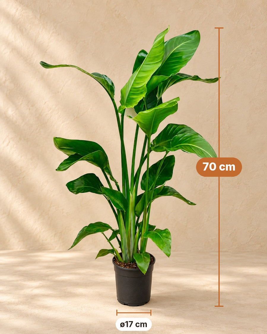 Strelitzia nicolai (witte paradijsvogel) 70 cm hoog, pot ø17 cm