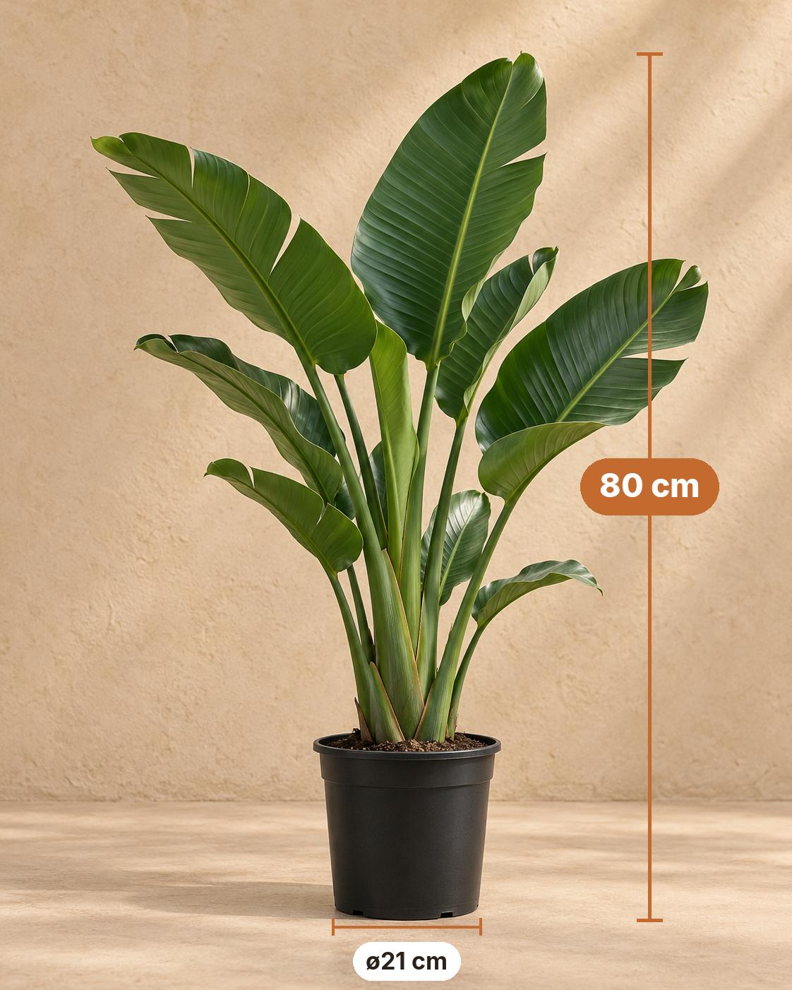 Witte paradijsvogelbloem (Strelitzia nicolai), 80 cm hoog, pot ø21 cm