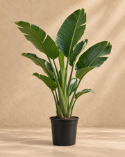 Witte paradijsvogelbloem (Strelitzia nicolai)