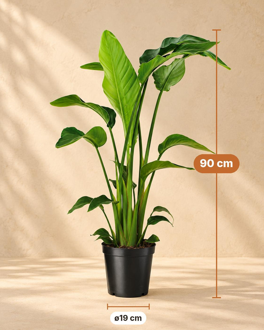 Witte paradijsvogelplant (Strelitzia nicolai) 90 cm hoog, pot ø19 cm