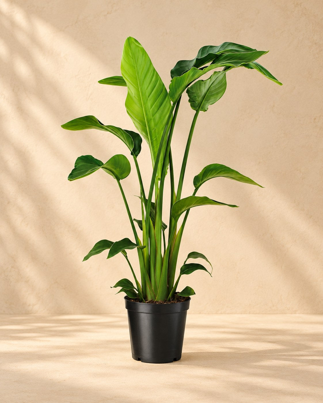 Witte paradijsvogelplant (Strelitzia nicolai)
