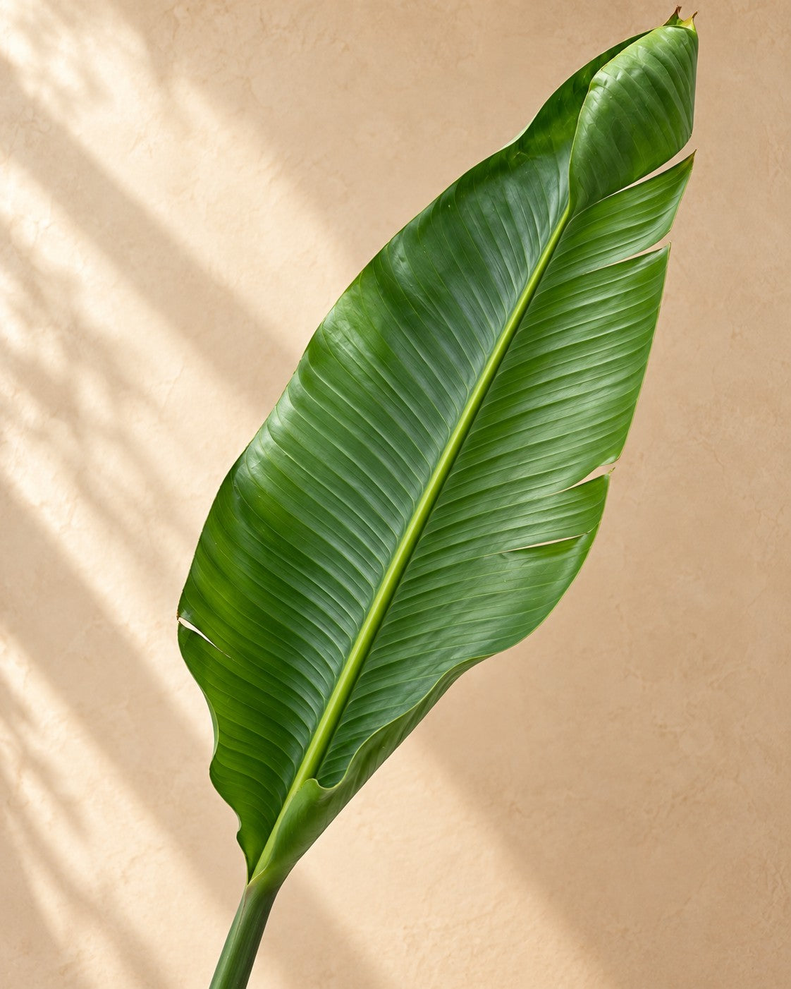 Close-up van het blad van de Strelitzia nicolai