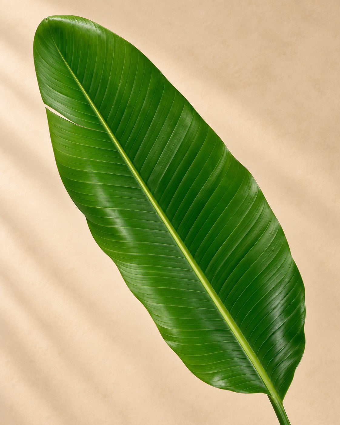 Close-up van het blad van de Strelitzia nicolai