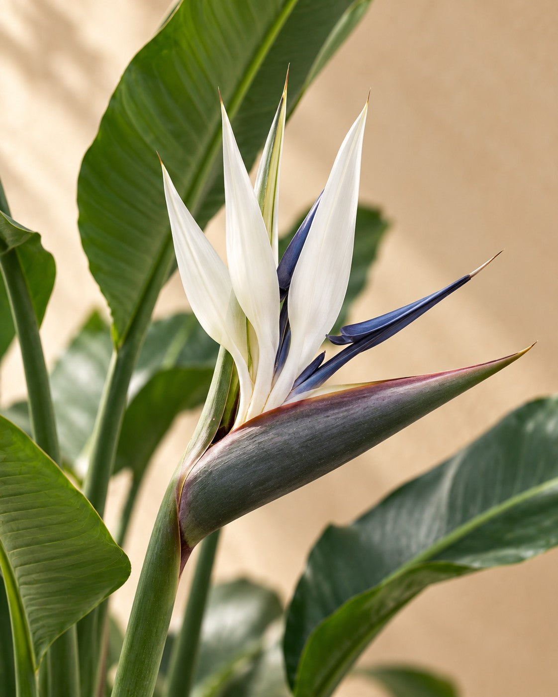 Bloem van de Strelitzia nicolai