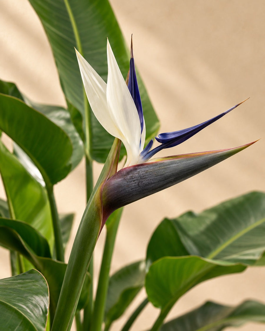 Strelitzia nicolai (witte paradijsvogel) 150 cm hoog, pot ø21 cm