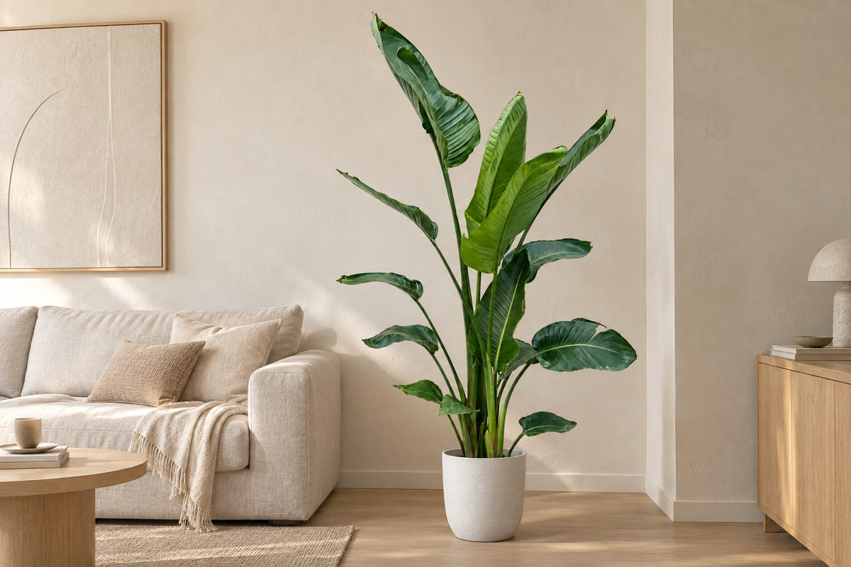 Strelitzia nicolai van 170 cm in sierpot Elho Jazz Round wit in een lichte woonkamer