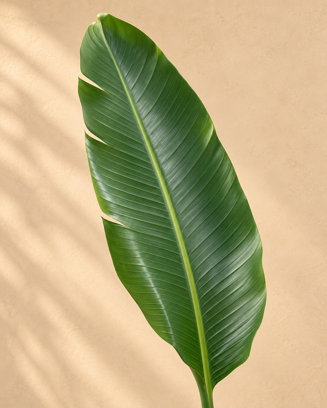 Nahaufnahme der Blätter der Weiße Strelitzie XXL (Strelitzia nicolai)