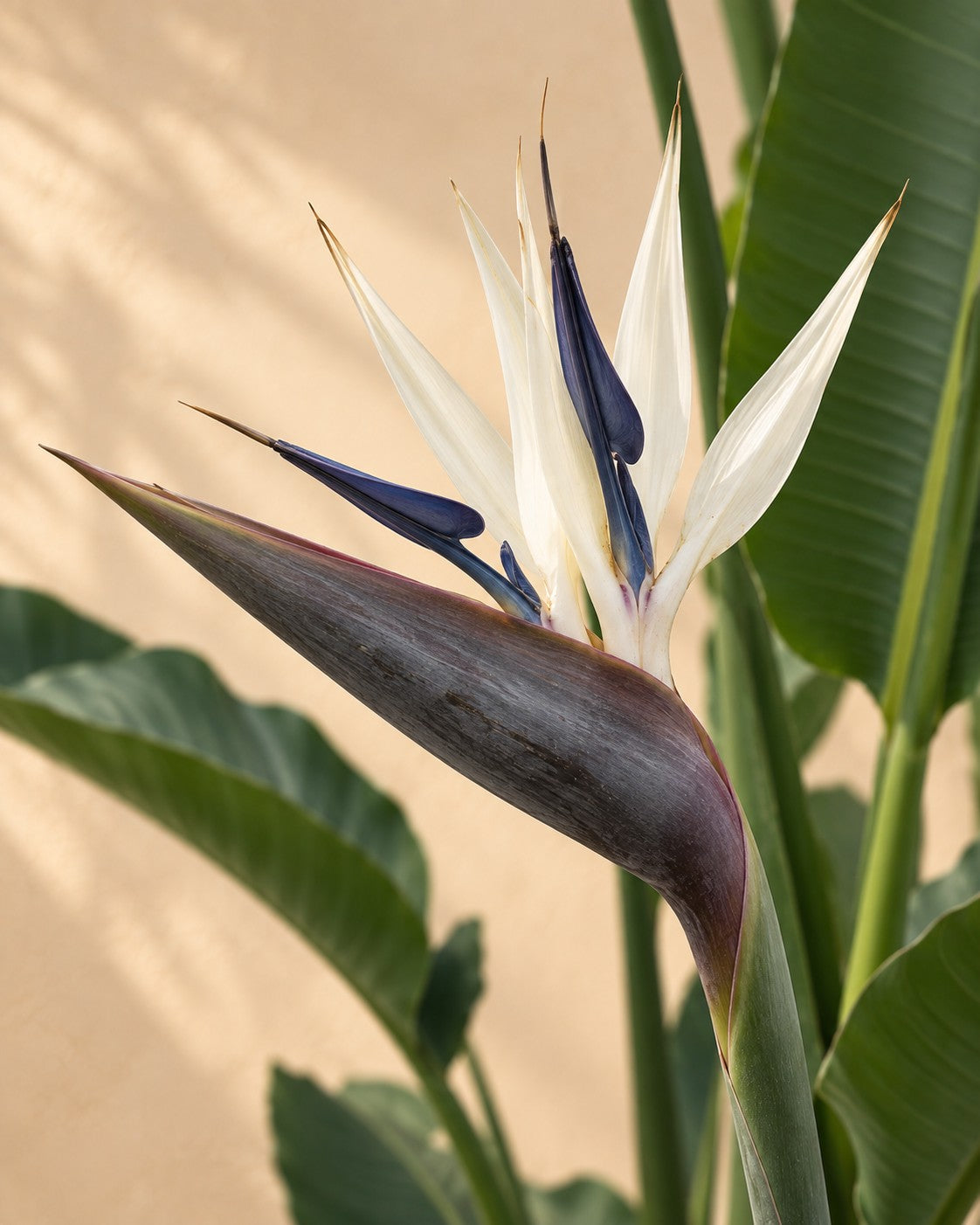 Bloem van de Strelitzia nicolai XXL