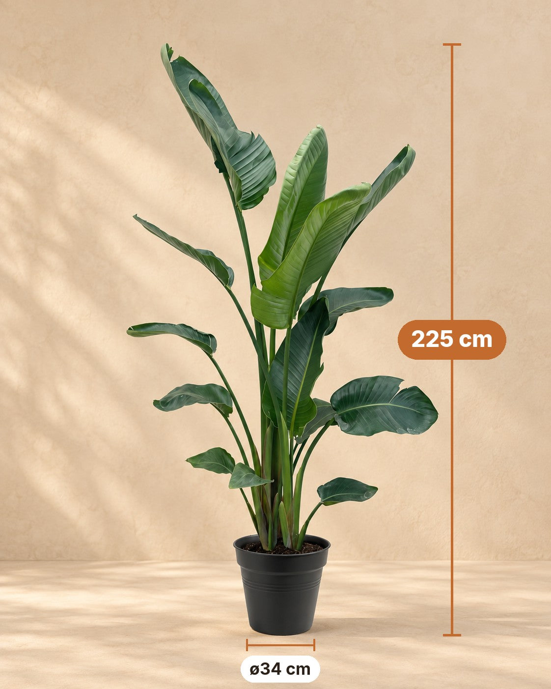 Maße Weiße Strelitzie XXL: 225 cm hoch, Topf ø34 cm