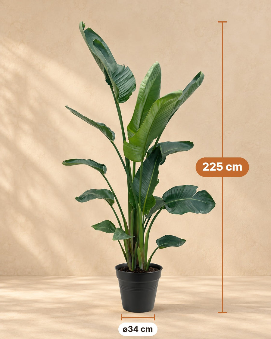 Weiße Strelitzie XXL (Strelitzia nicolai) 190-225 cm hoch, Topf ø34 cm