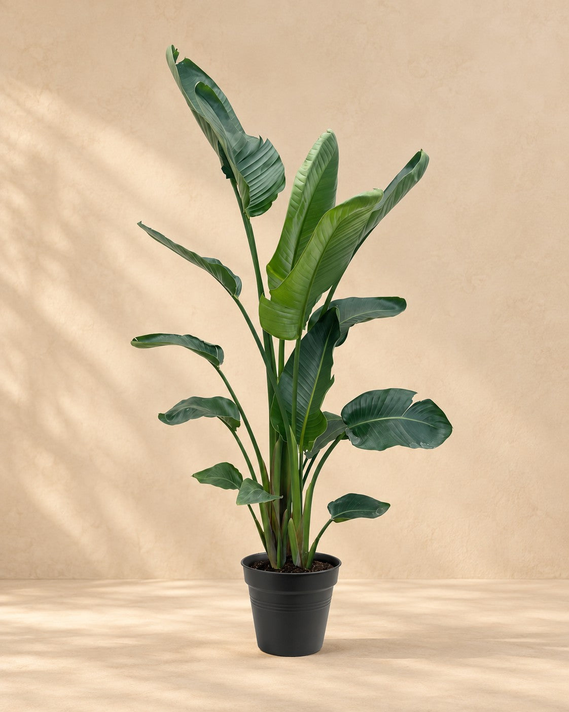 Strelitzia nicolai XXL van 225 cm hoog in kweekpot van 34 cm