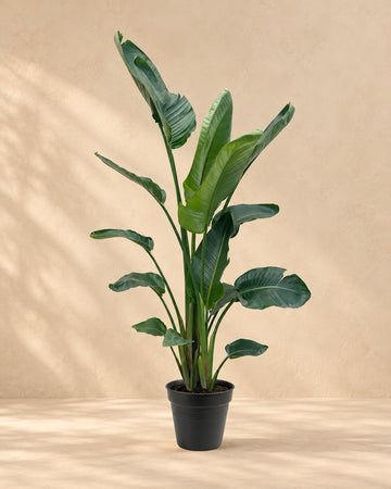 Strelitzia nicolai XXL (witte paradijsvogel) 225 cm hoog, pot ø34 cm
