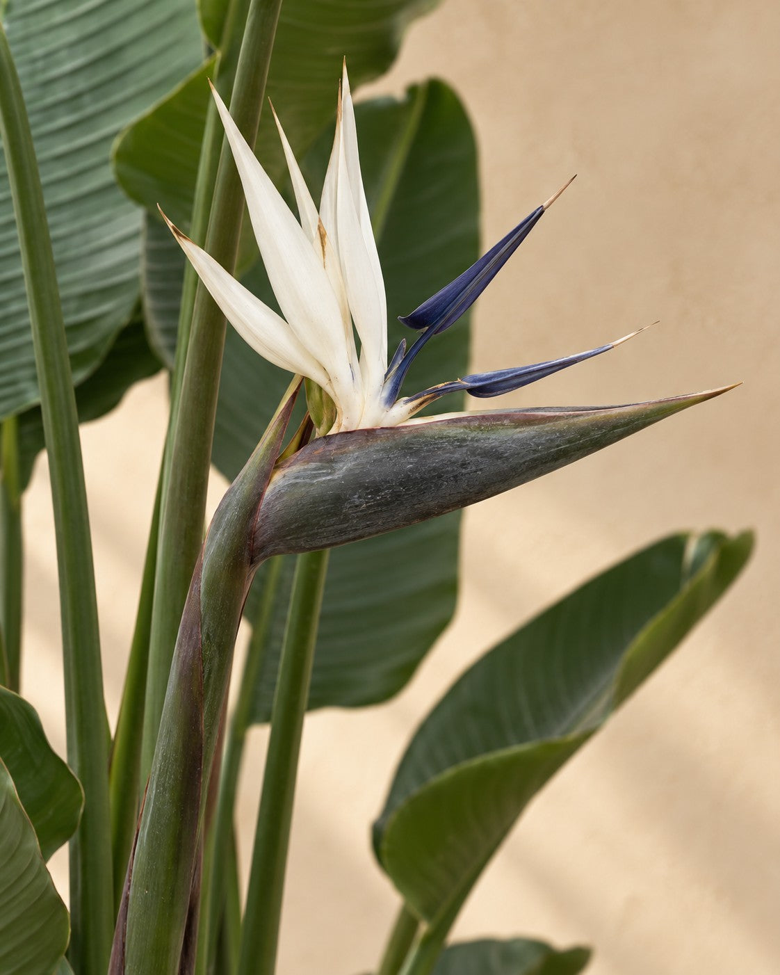 Kwiat Strelitzia nicolai