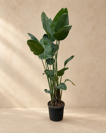 Strelitzia Nicolai