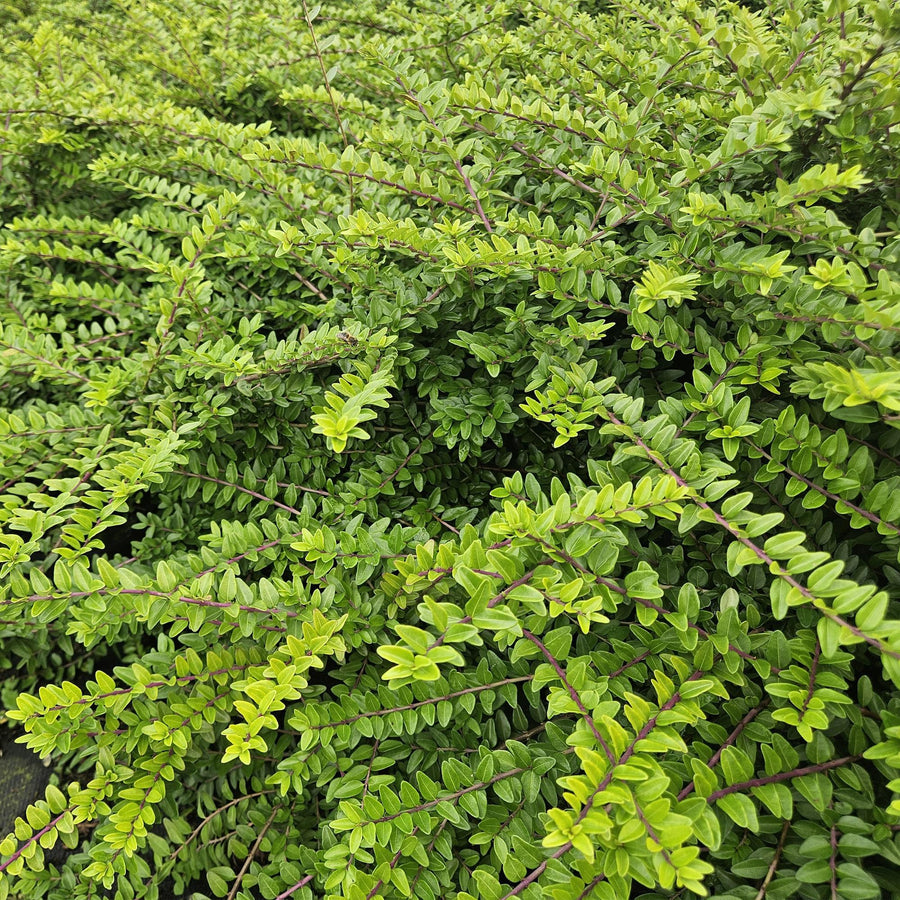 Struikkamperfoelie 'Maigrün' (Lonicera nitida)