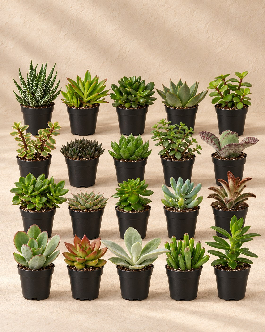 Succulenten mix 7 cm (20 planten, pot ø5,5 cm)
