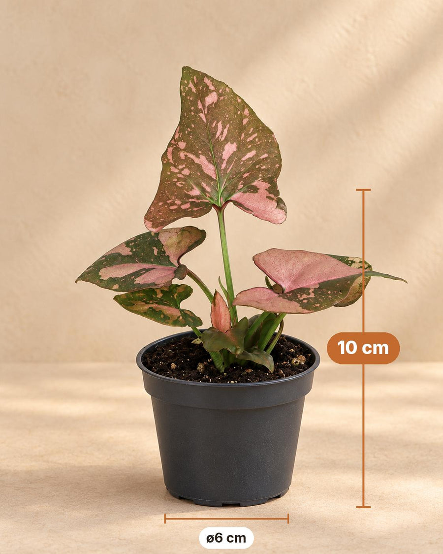 Syngonium podophyllum 'Pink Splash' 10 cm hoog, pot ø6 cm
