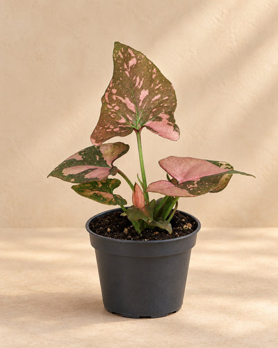 Syngonium podophyllum 'Pink Splash'