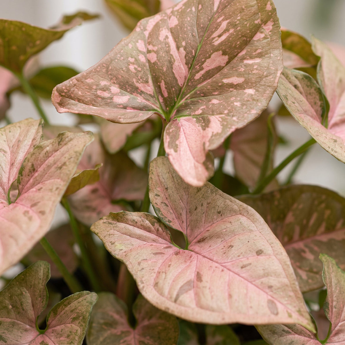 Syngonium podophyllum 'Pink Splash'