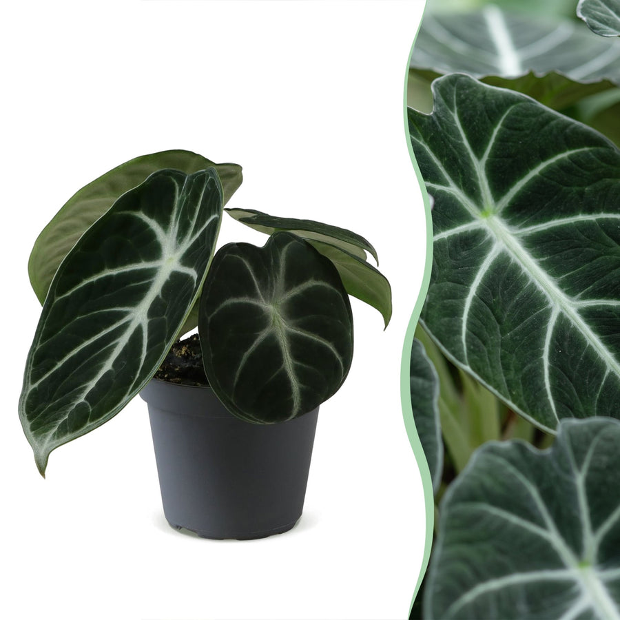 Alocasia 'Ninja' 10 cm hoog, pot ø6 cm