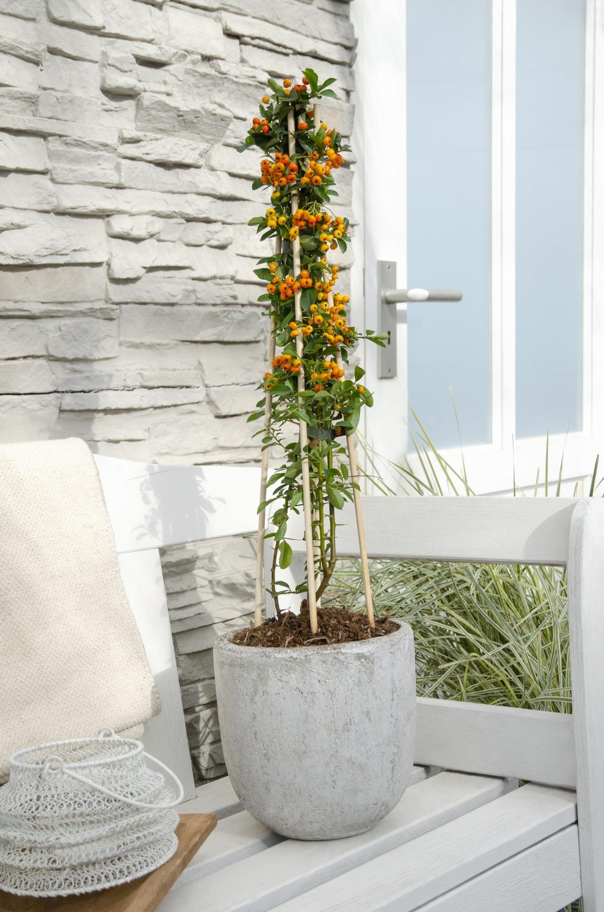 Eldtorn 'Orange Glow' , 4 växter på 65 cm
