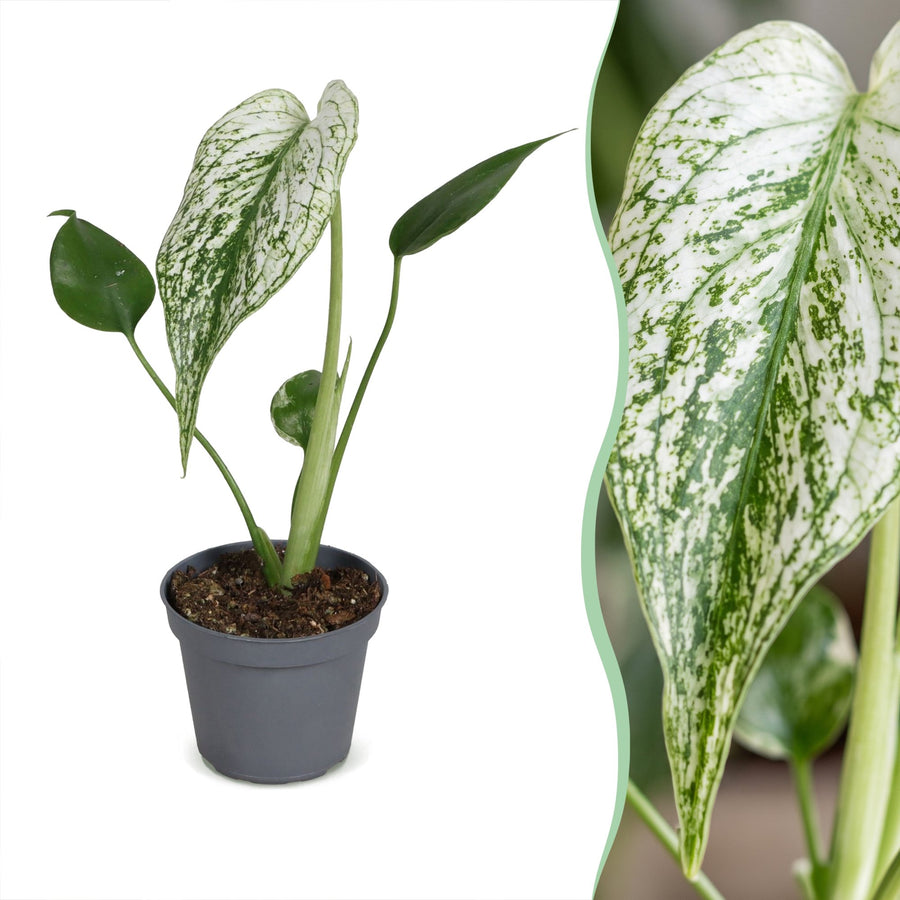Monstera 'Devil Monster' 18 cm hoog, pot ø6 cm
