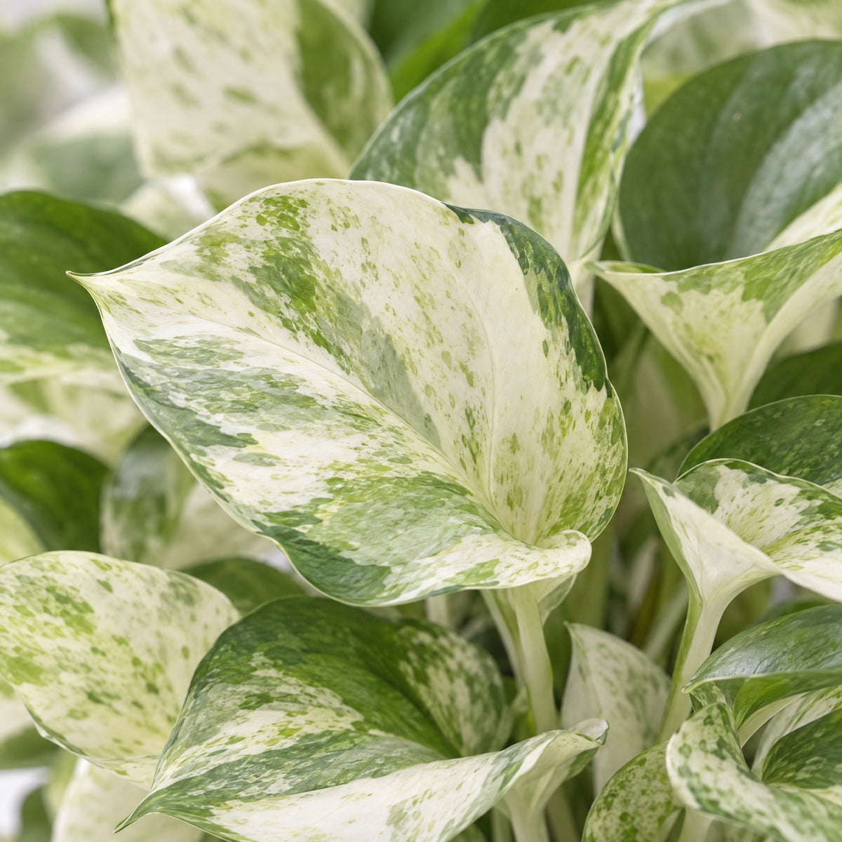 Scindapsus (Epipremnum aureum 'Manjula')