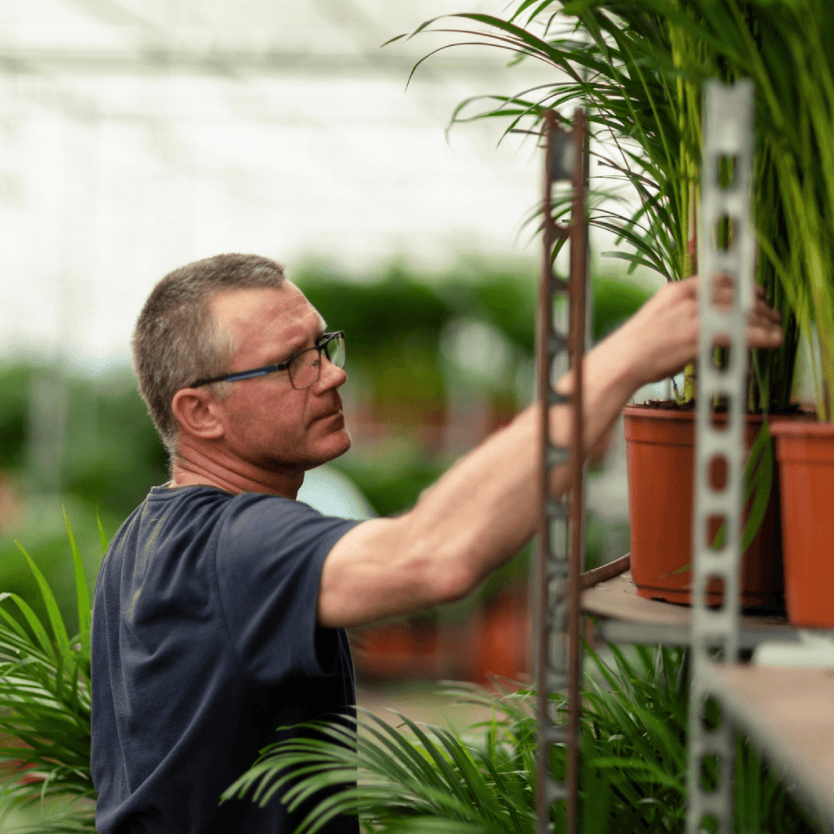 Goudpalm (Dypsis lutescens)