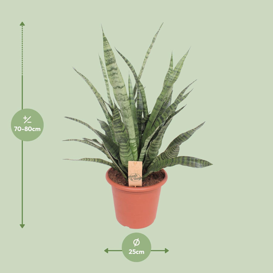 Vrouwentong (Sansevieria 'Diamond Green') 80 cm hoog, pot ø25 cm