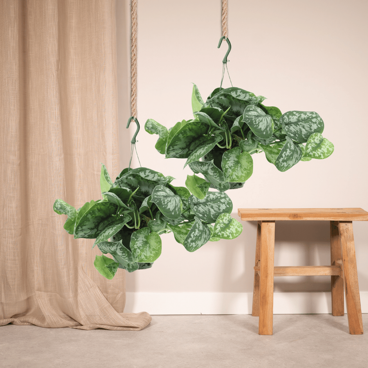 Scindapsus pictus 'Trebie'