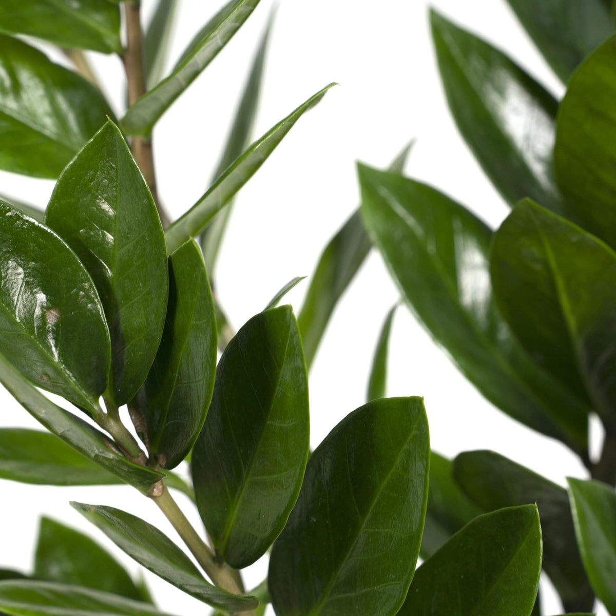 ZZ-plant (Zamioculcas zamiifolia)
