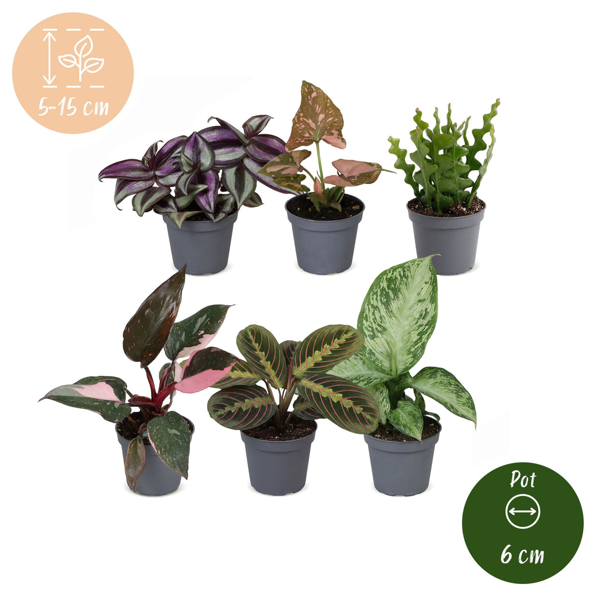 Overraskelsesboks med små planter