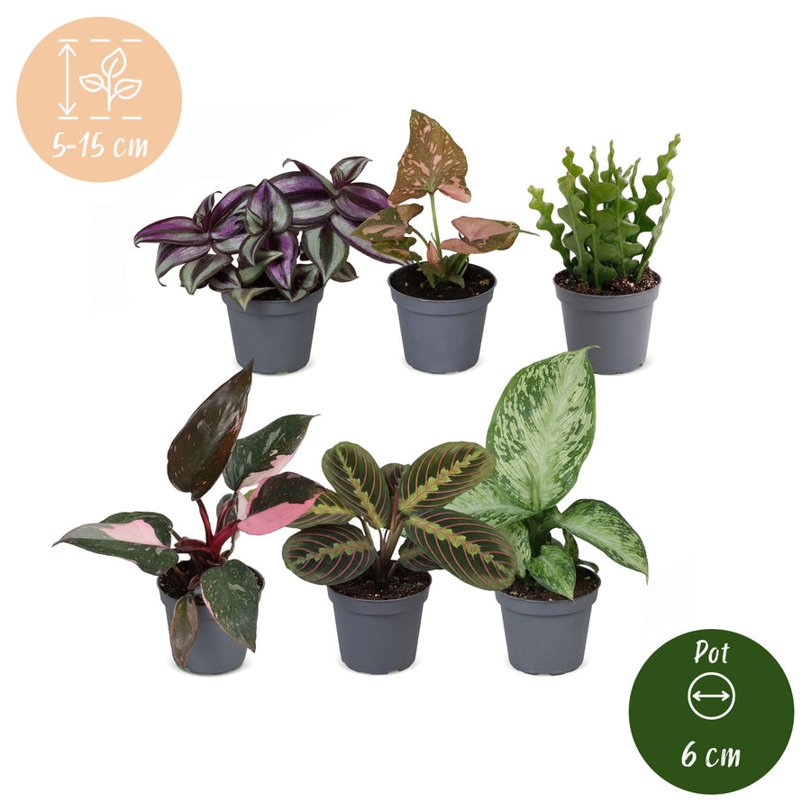 Overraskelsesboks med små planter (6 planter, potte ø6 cm)