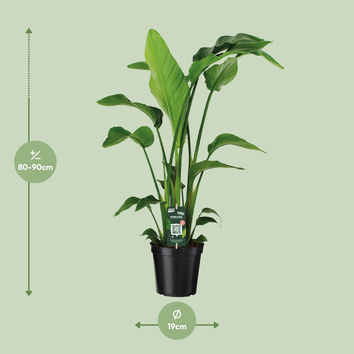 Witte paradijsvogelplant (Strelitzia nicolai)