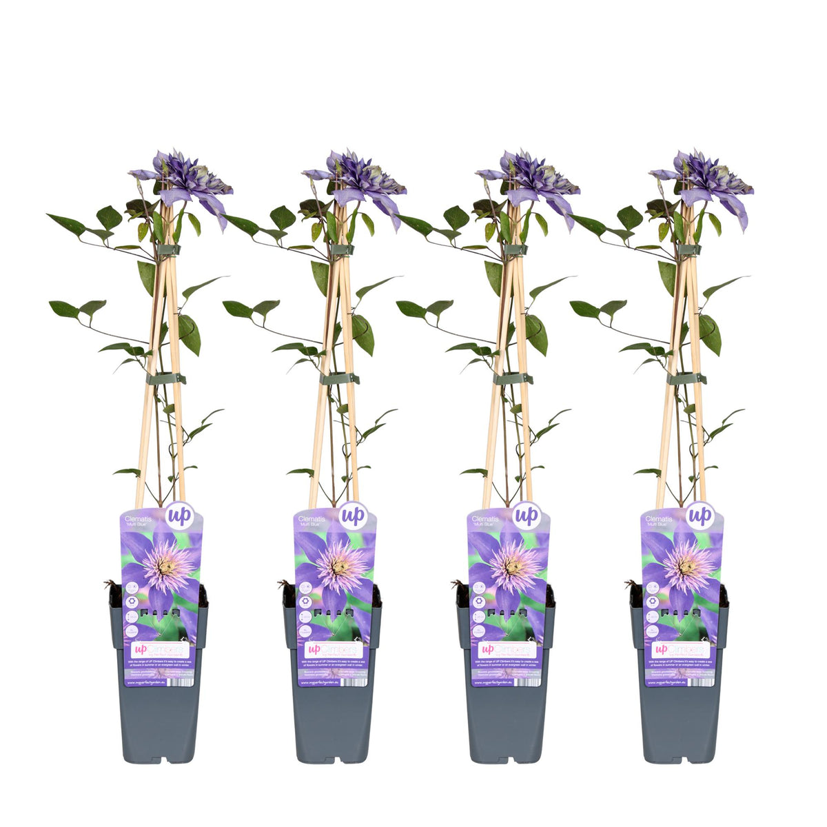 Bosrank 'Multi Blue' (Clematis)