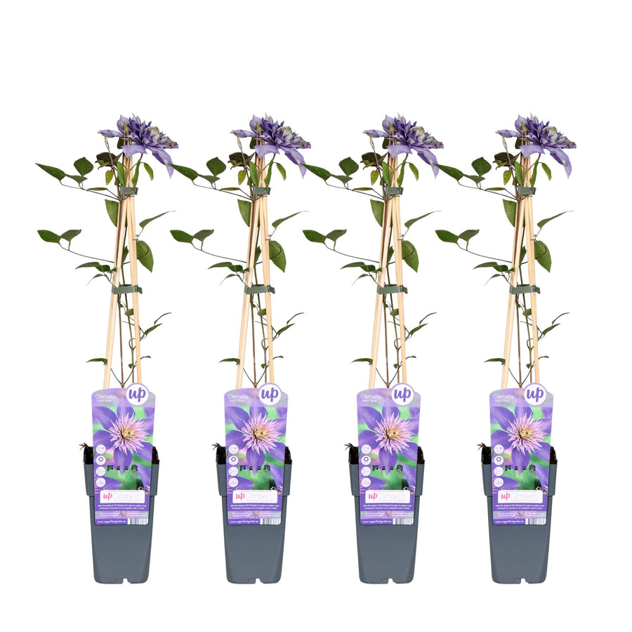 Clématite 'Multi Blue' (Clematis), 4 plantes de 65 cm