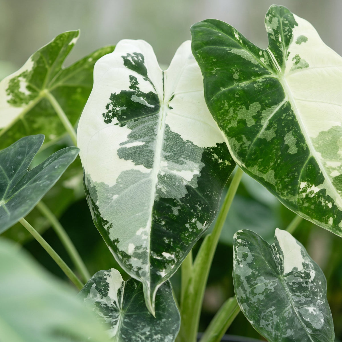 Alocasia micholitziana 'Frydek Variegata'