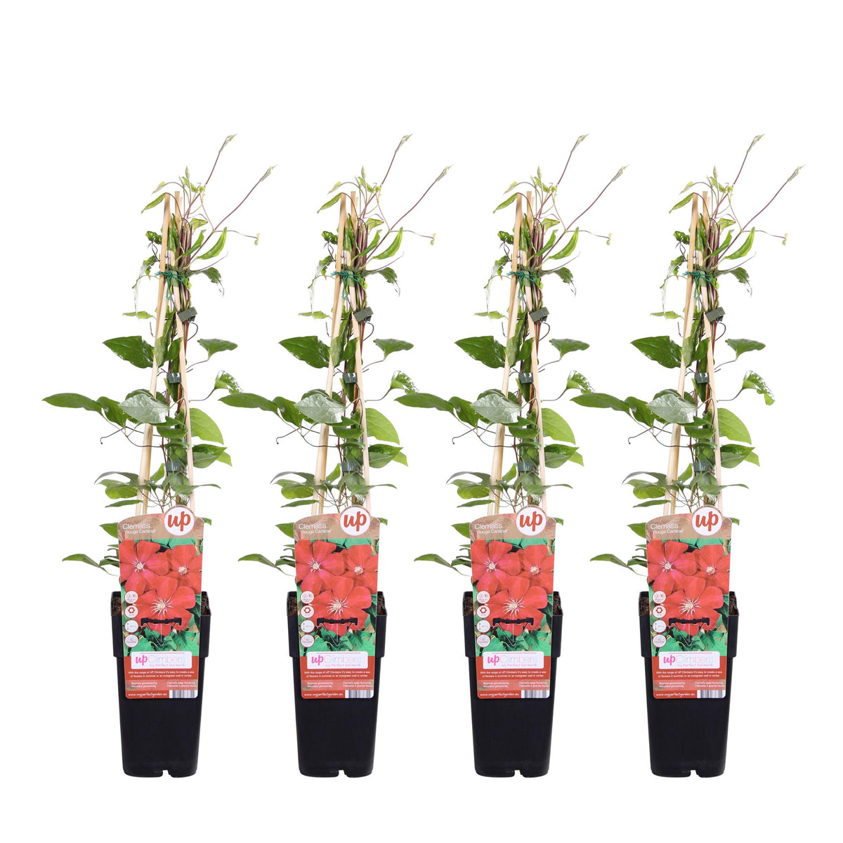 Bosrank 'Rouge Cardinal' (Clematis)