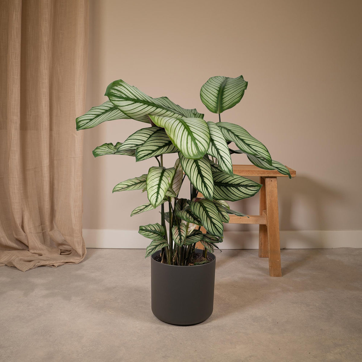 Calatea 50 cm di altezza, vaso ø19 cm