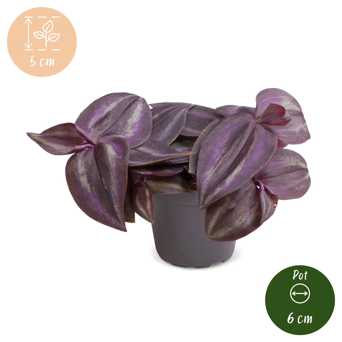 Vaderplant (Tradescantia 'Purple Joy')