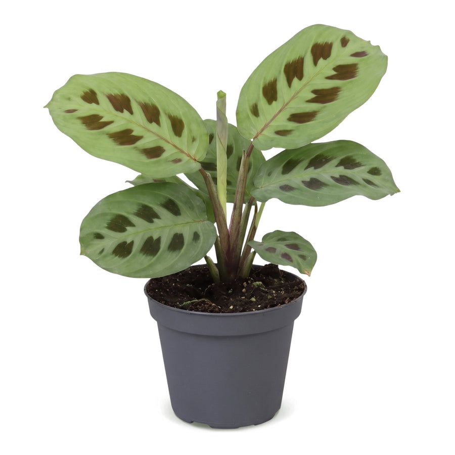 Gebedsplant (Maranta leuconeura 'Kerchoveana') 12 cm hoog, pot ø6 cm