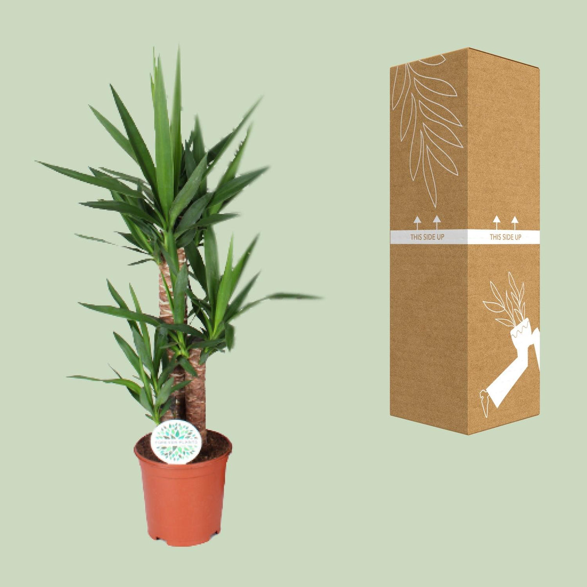 Palmlelie (Yucca)