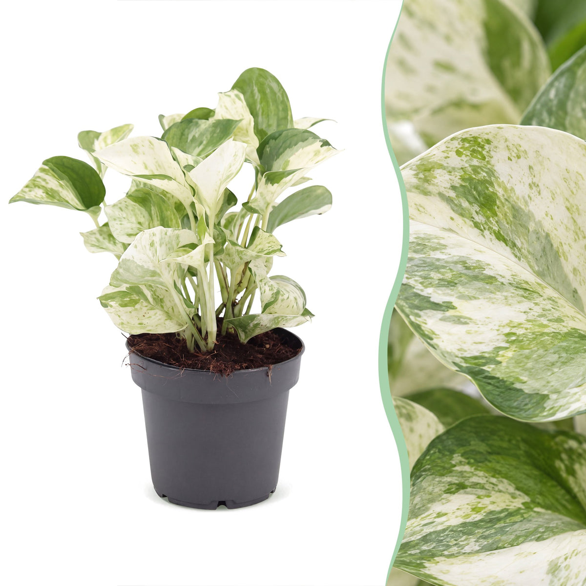 Scindapsus (Epipremnum aureum 'Manjula')