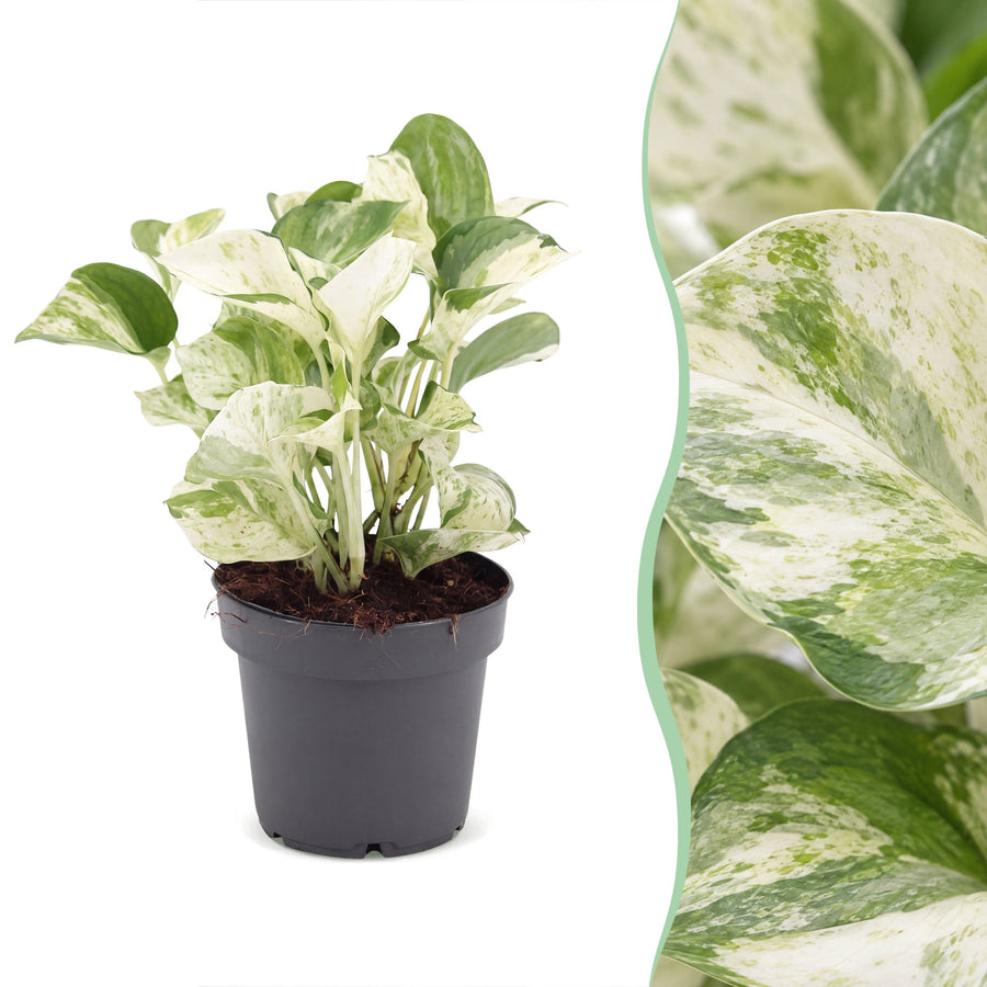 Scindapsus (Epipremnum aureum 'Manjula') 25 cm hoog, pot ø12 cm